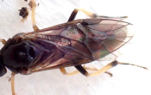 Réf. 343 691 : Nematinae inconnu